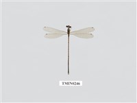 藏品(環紋琵蟌)的圖片